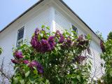 photo of Lilacs at Stonewall Farm Bed and Breakfast