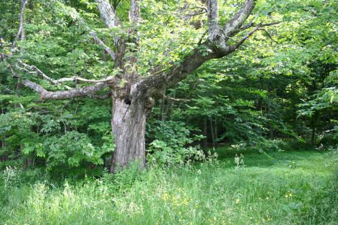 photo of an old tree