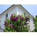 photo of Lilacs at Stonewall Farm Bed and Breakfast